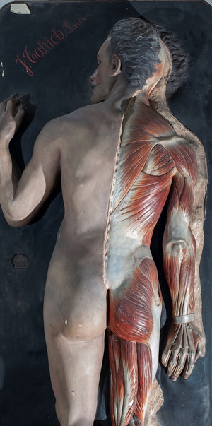 Face dorsale d'un écorché (médecine)
